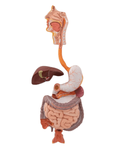 Human Digestive System Model, 3 part